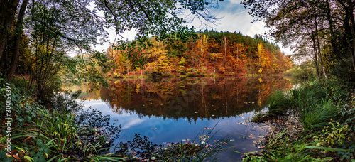 Ufer mit wildem Pflanzerbewuchs am herbstlichen Teich mit intensiver Spiegelung im fr  hen Morgenlicht