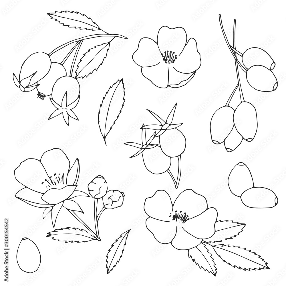 Sketch coolection of the rose hip plants. Hand drawn vector illustration of the dog-roses and berries.