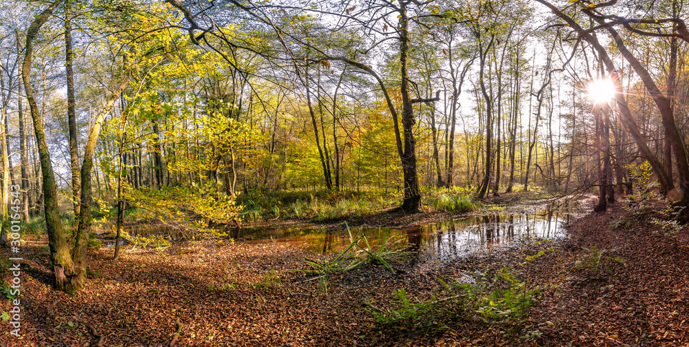 Obraz premium Moor Landschaft im herbstlichen Gegenlicht