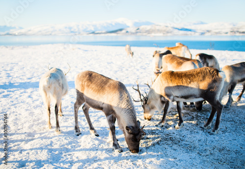 Reindeer in Northern Norway