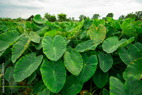 Giant taro Green weed in tropical wetlands There are large green leaves resembling the elephant's ear. Can be used as pet food.