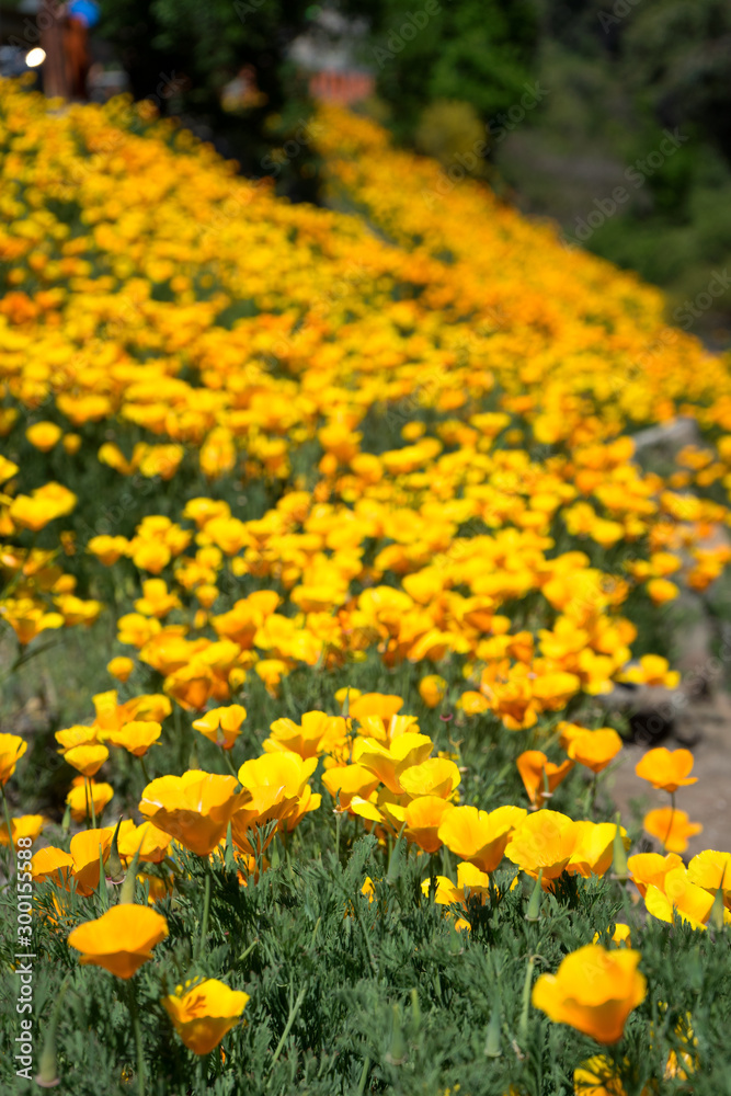 Obraz premium Yellow Flowers in Santiago, Chile