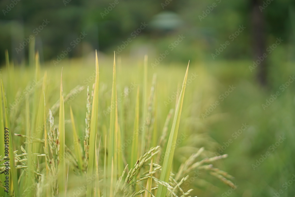 Coffee Hill Flower and Forest plant Coffee Hill Flower and Forest plant