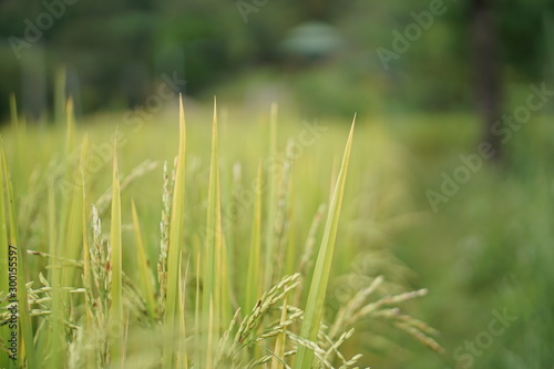 Coffee Hill Flower and Forest plant