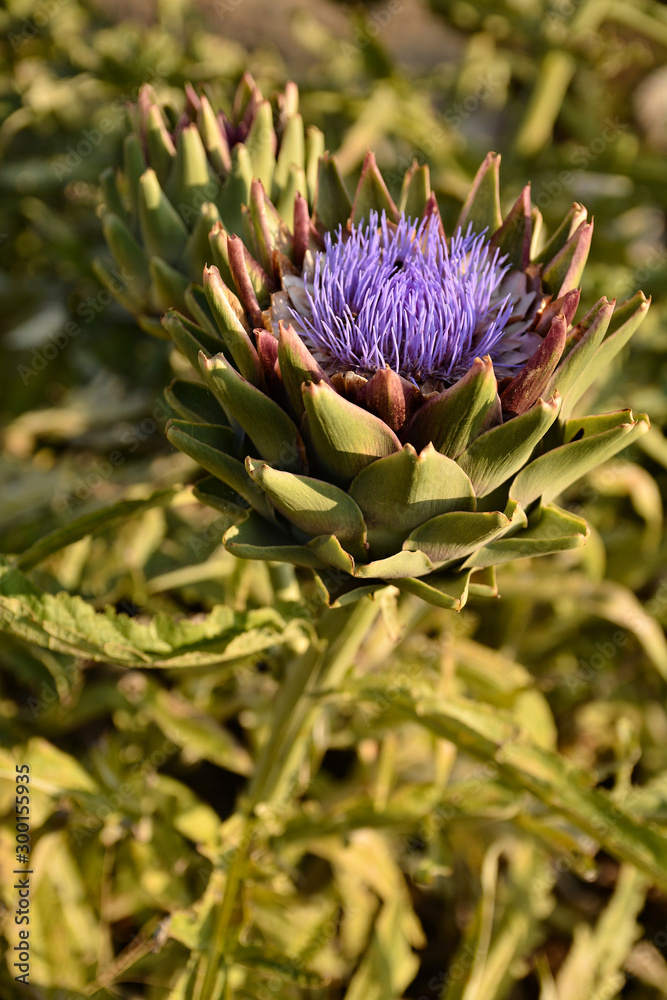 Single artichoke blooming purple flower in a garden in Malta Single artichoke blooming purple flower in a garden in Malta