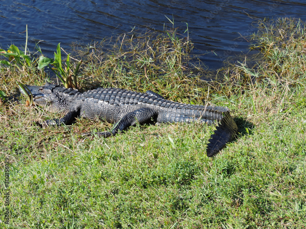 Close Up of an Alligator along Tram Road Trail to Shark Valley Observation Tower in Everglades National Park in Florida Close Up of an Alligator along Tram Road Trail to Shark Valley Observation Tower in Everglades National Park in Florida