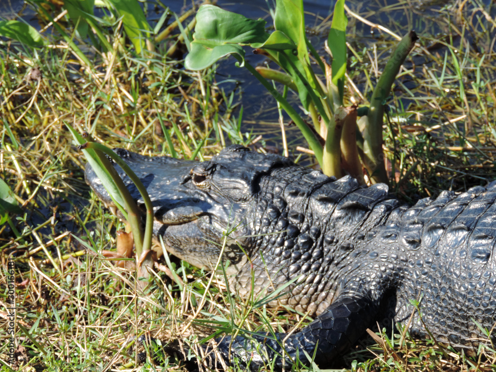Alligator along Tram Road Trail to Shark Valley Observation Tower in Everglades National Park in Florida Alligator along Tram Road Trail to Shark Valley Observation Tower in Everglades National Park in Florida
