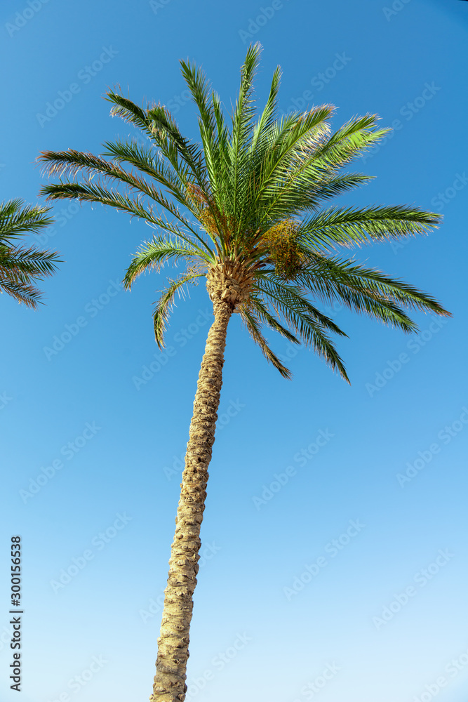 Palm tree on a blue sky with sunbeams. Vacation and travel concept. Background.