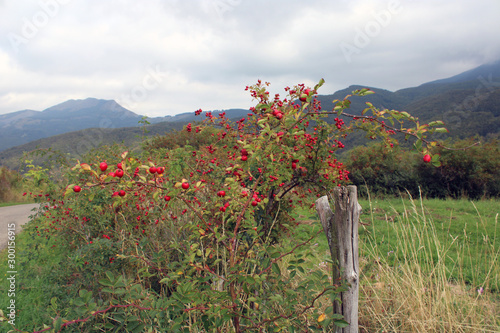 Siepe di Rosa Canina con bacche e palo di legno photo