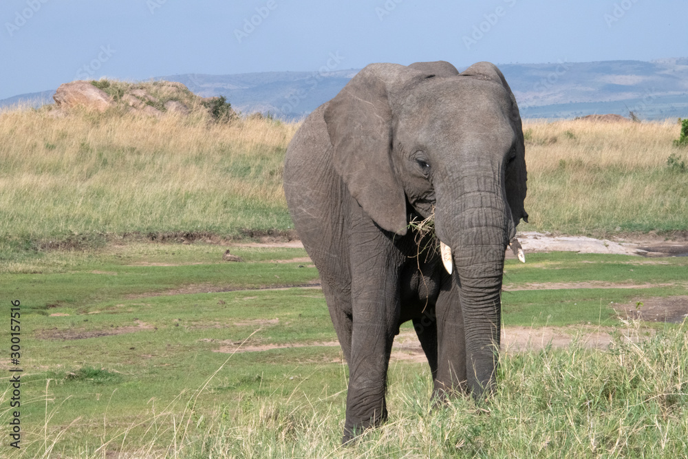 Obraz premium elephant in massai mara