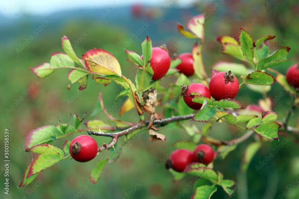 Bacche di Rosa Canina con foglie ed altre bacche