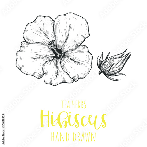 Hibiscus herb hand drawn vector illustration, isolated herbal tea sketch.