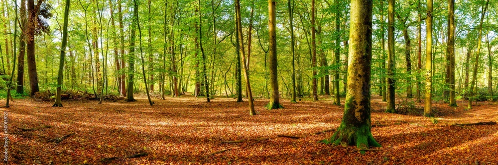 Panorama of a bright forest with big trees, a lot of autumn leaves on the forest floor and sunlight in the background - obrazy, fototapety, plakaty 