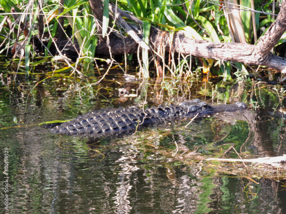Obraz premium Alligator along Tram Road Trail to Shark Valley Observation Tower in Everglades National Park in Florida