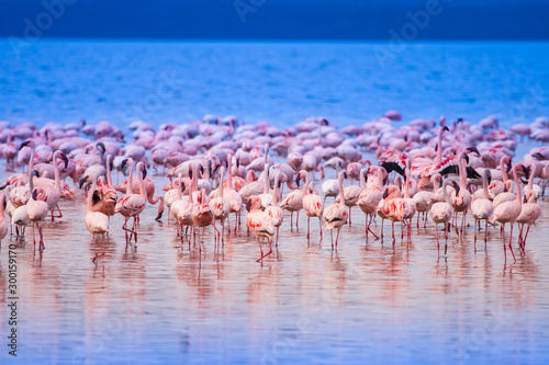 Flamingo. A large flock of flamingos at a watering hole. Animals and birds of Kenya. Fauna. The animal world of Africa. Pink flamingos at a watering hole. Lake Nakuru in Kenya. Traveling to Africa.