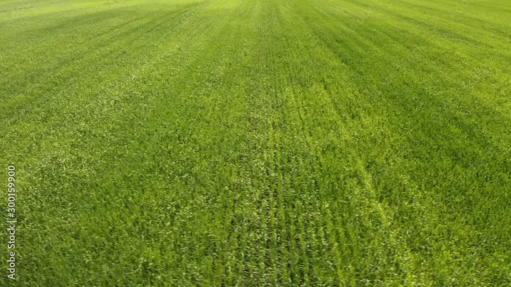 Wheat field landscape . Drone view grain growing on agricultural field on background blue sky. Green meadow summer landscape Wheat field landscape . Drone view grain growing on agricultural field on background blue sky. Green meadow summer landscape