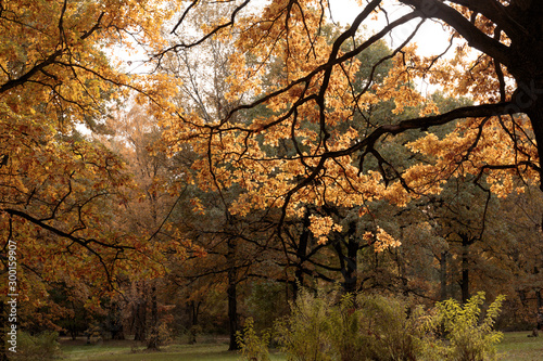 big black tree branches with yellow foliage in autumn Park on Sunny day