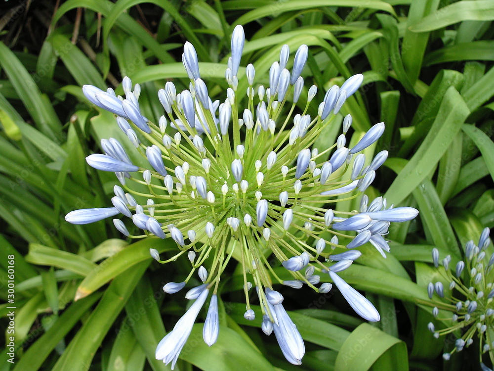 Obraz premium Blaue Blume 2408