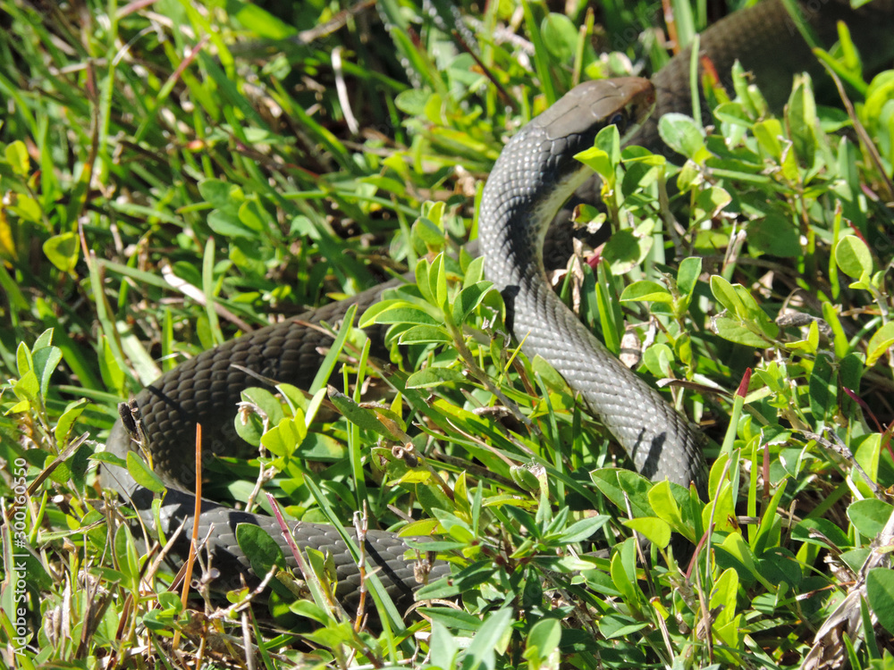 Obraz premium Snake - Tram Road Trail to Shark Valley Observation Tower in Everglades National Park in Florida