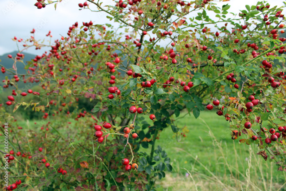 Arbusto di Rosa Canina con bacche rosse