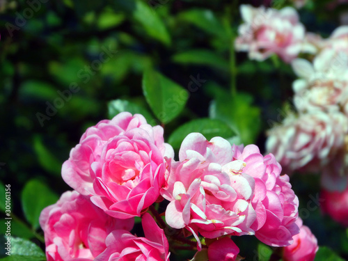 Pink flowers