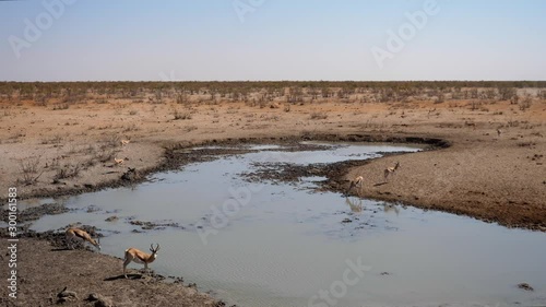 Springbok Antelopes Drinking at Olifantsrus Waterhole in Etosha National Park, Namibia, Africa photo