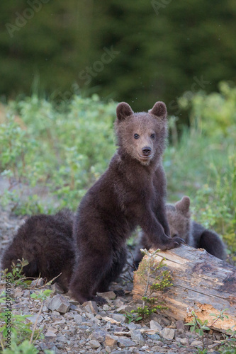 Fotografie, Obraz Young brown bear cub in the forest