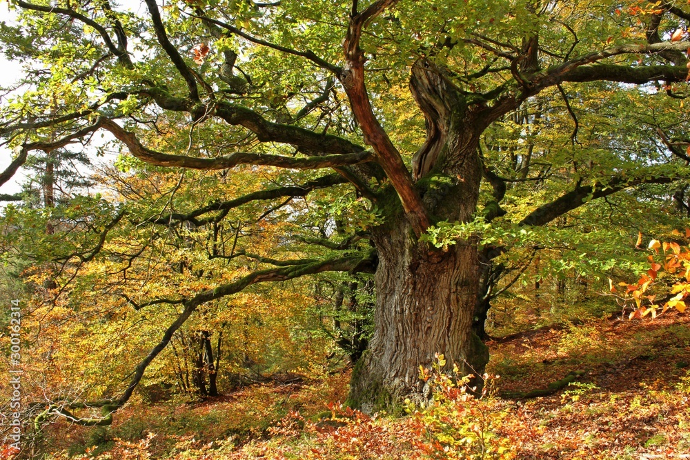 Uralte Eiche im Naturschutzgebiet Paradies im Herbst Uralte Eiche im Naturschutzgebiet Paradies im Herbst