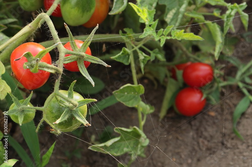 Green cherry tomato in the garden bed and thin web threads; background - leaves, bright red tomatoes and open ground