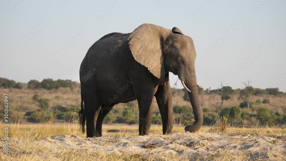 Male Elephant with Tusks in Chobe NP Grazing
