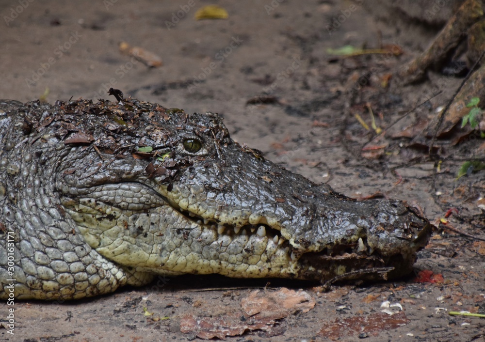Nilkrokodil am Ufer eines Flusses in Afrika Nilkrokodil am Ufer eines Flusses in Afrika