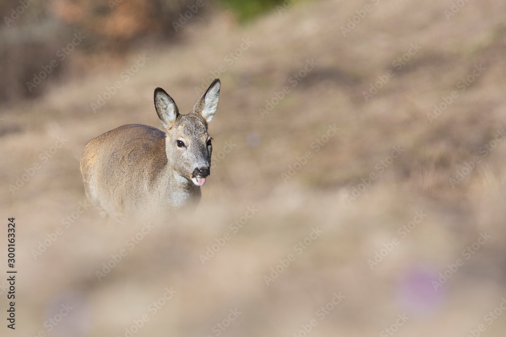 Roe deer (Capreolus capreolus) Roe deer (Capreolus capreolus)