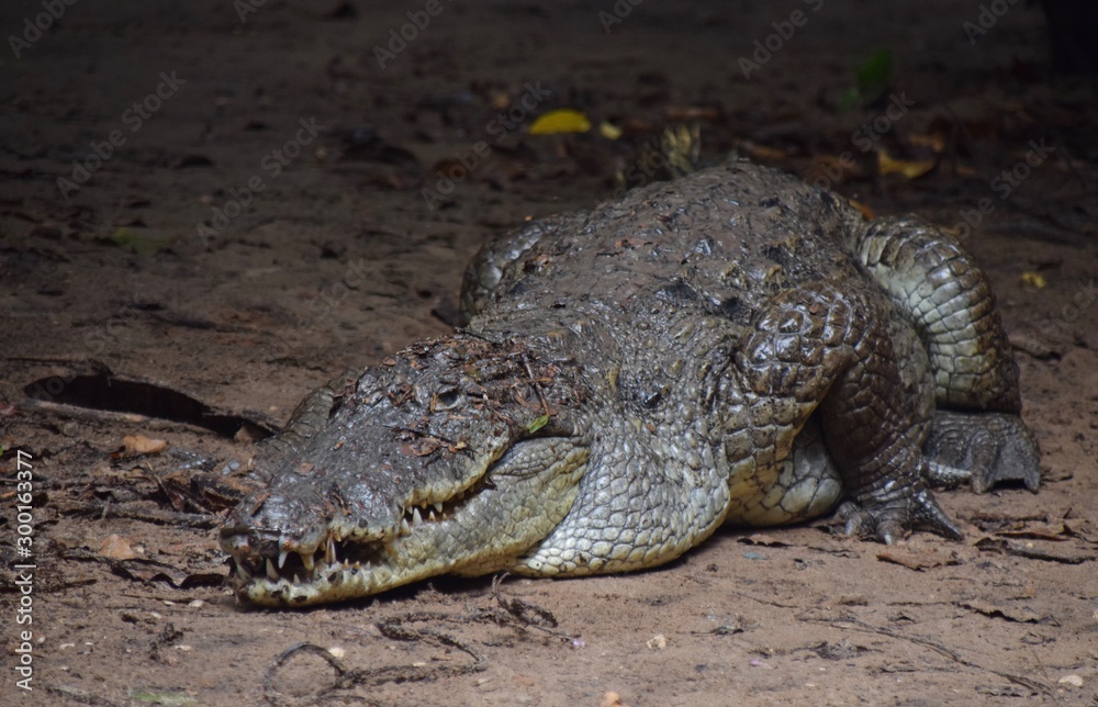 Nilkrokodil am Ufer eines Flusses in Afrika Nilkrokodil am Ufer eines Flusses in Afrika