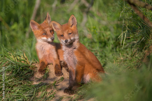 Two red fox cubs posing next to each other