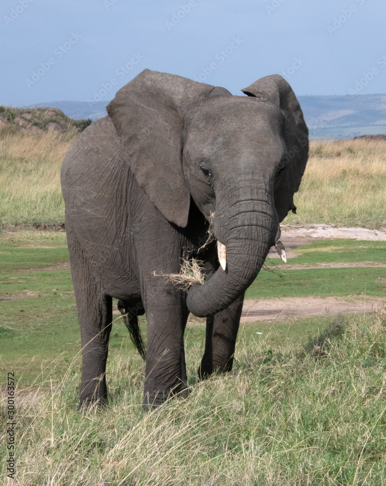 Fototapeta premium elephant in kenya