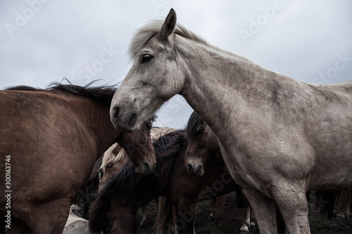 A herd of Icelandic horses in the middle of untouched nature in Iceland © Priscilla