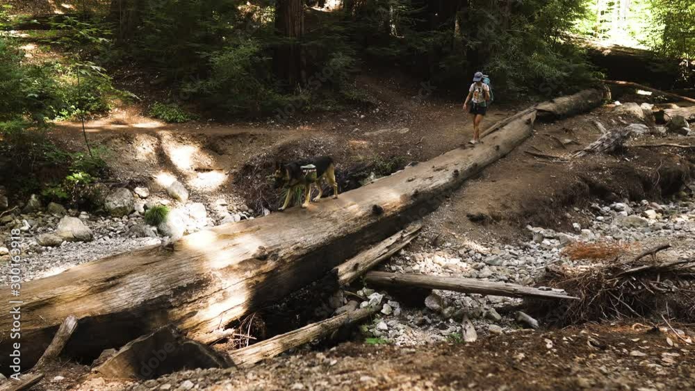 German Shepherd dog and hiker crossing fallen tree on trail walk