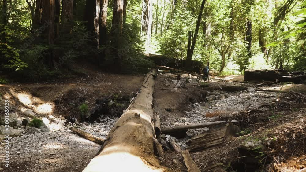 German Shepherd dog and hiker crossing fallen tree on trail walk German Shepherd dog and hiker crossing fallen tree on trail walk