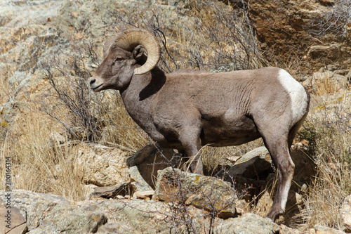 Mammals of Colorado. Colorado Rocky Mountain Bighorn Sheep