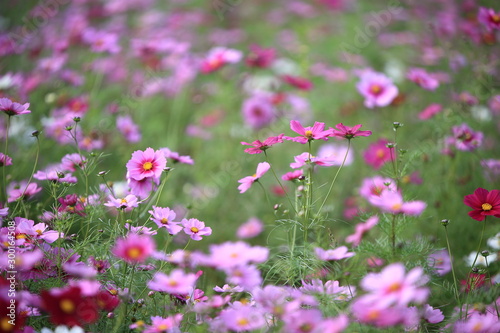 日本に咲いているコスモス © YAMASA