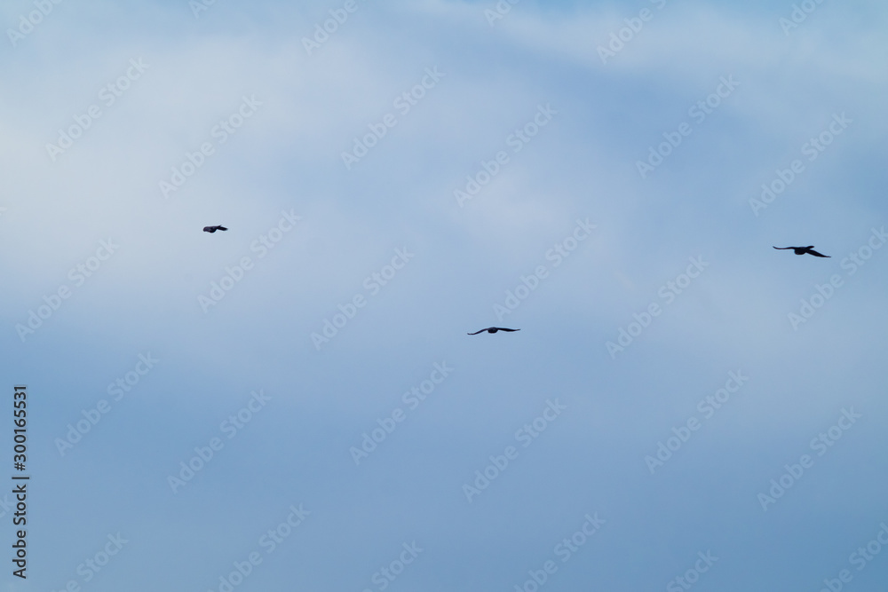Fototapeta premium birds flying