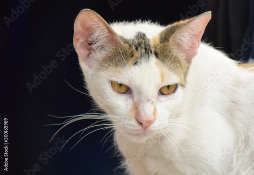 Gesicht einer Strassenkatze