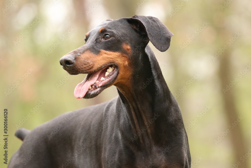 Dobermann Dobermann