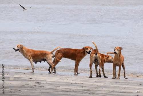 streunende Hunde an einem Strand in Afrika