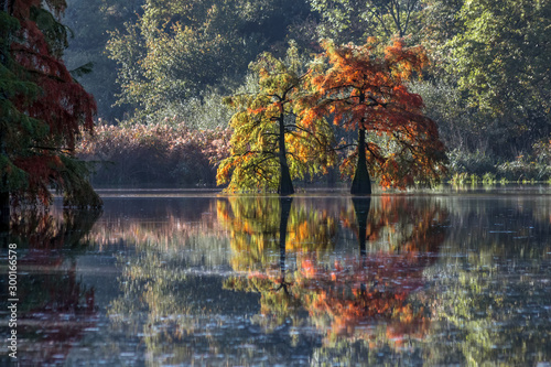 Les cyprès chauves de l' étang de Boulieu à l' automne , à Sainte Baudille de la Tour en isère photo