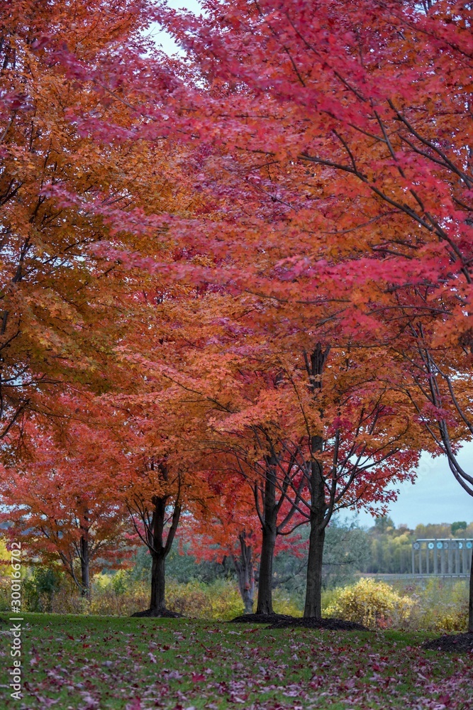 Brilliant Red Maple Trees on a trail in Autumn
