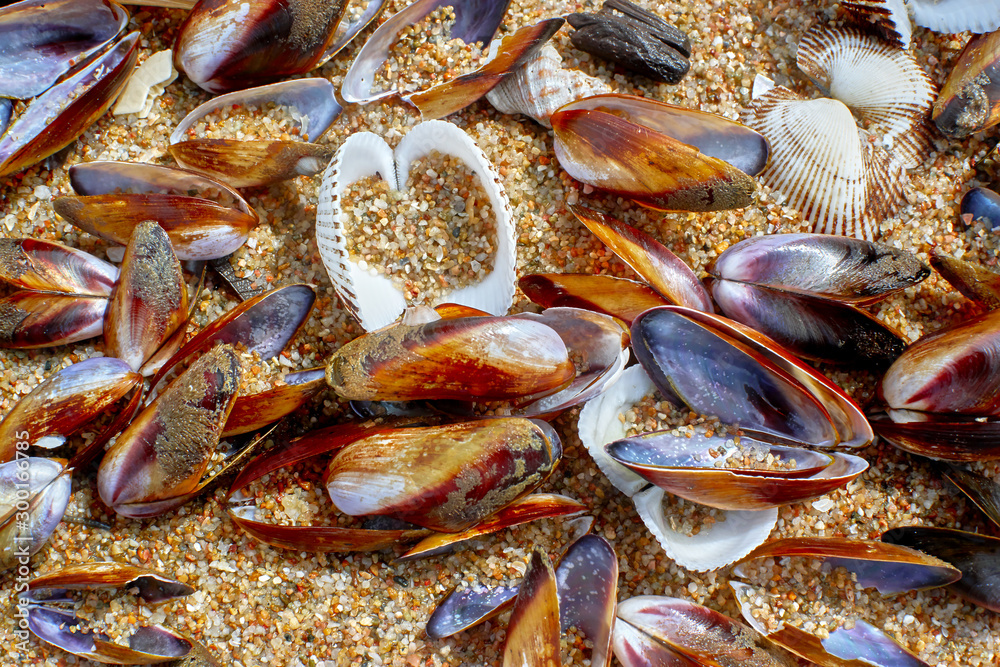 Seashells on the shore Seashells on the shore
