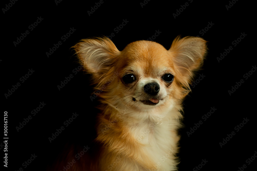 Portrait of Chihuahua looking to the camera.