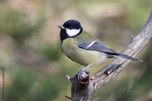 great tit is small bird