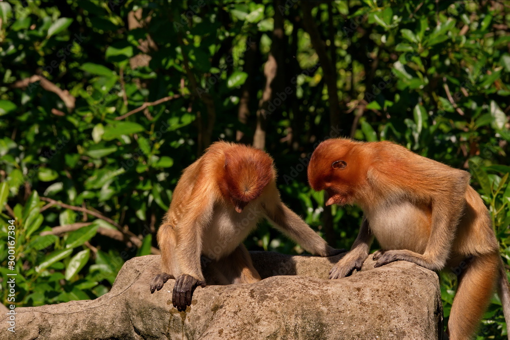 Fototapeta premium Malaysia. The long-nosed monkey or kahau (lat. Nasalis larvatus) — a species of primates from the subfamily of thin-bodied monkeys in the family of monkeys.